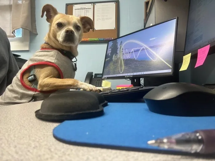 The Next Electric Pro office dog sitting at the front desk